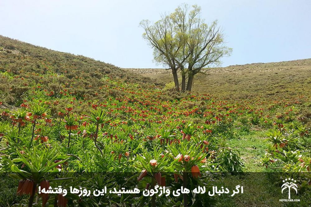 لاله های واژگون