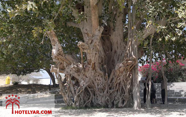 درخت آرزو کیش