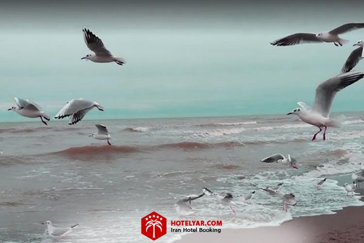 تصویر ساحل رادیو دریا شهر چالوس